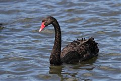 Black Swan